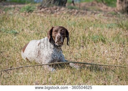 Deutsch Kurzhaar German Short-haired Pointing Dog. Kurzhaar Is A Slender And Even Lean Dog.