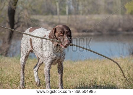 Deutsch Kurzhaar German Short-haired Pointing Dog. Kurzhaar Is A Slender And Even Lean Dog.