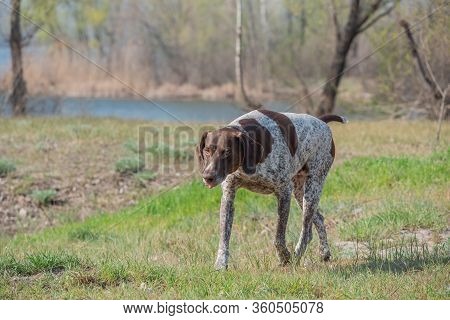 Deutsch Kurzhaar German Short-haired Pointing Dog. Kurzhaar Is A Slender And Even Lean Dog.