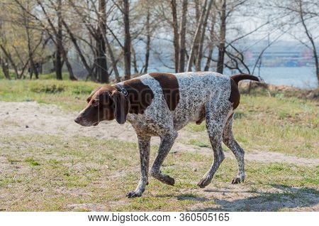 Deutsch Kurzhaar German Short-haired Pointing Dog. Kurzhaar Is A Slender And Even Lean Dog.