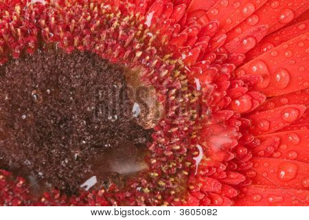 Punainen Gerbera tippaa