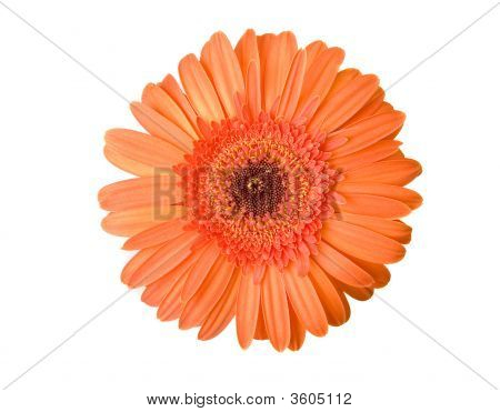 Oranssi Gerbera