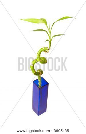 Bamboo maljakko