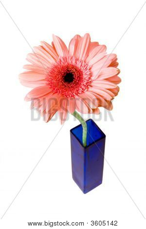 Vaaleanpunainen Gerbera maljakko