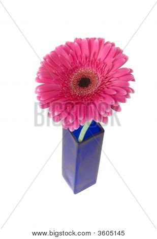 Violetti Gerbera maljakko