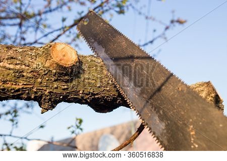 Closeup Of A Branch On A Tree With A Saw.