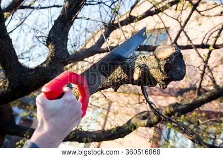 Closeup Of A Branch On A Tree With A Saw.