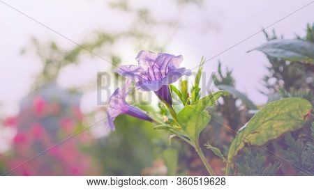 Beautiful Purple Color Petals Of Britton's Wild Petunia Flower Plant Know As Mexican Bluebell Bloomi