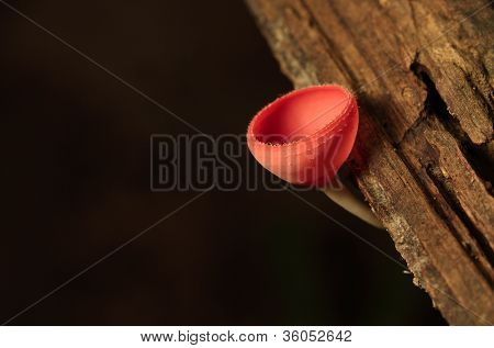 Flammernes champignon