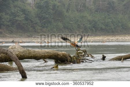 Ruddy Shelduck At Chitwan National Park On Nepal