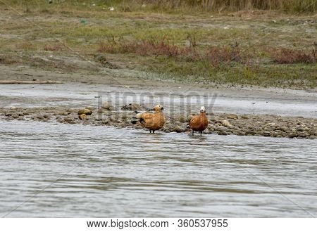 Ruddy Shelduck At Chitwan National Park On Nepal