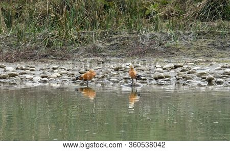 Ruddy Shelduck At Chitwan National Park On Nepal