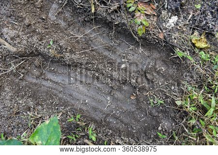 Tiger Footprints At Chitwan National Park On Nepal