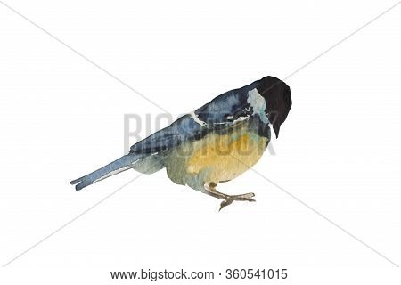 Blue Tit Bird Isolated On White Background. Original Watercolor Illustration Of European Titmouse Bi