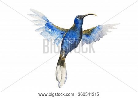 Blue Small Flying Humming Bird Violet Sabrewing. Abstract Watercolor Illustration Isolated On White 