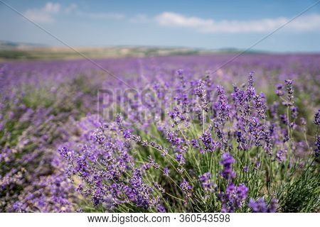 Violet Lavender Flowers In The Big Field In Sunny Day