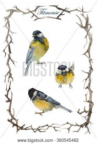 Set Of Three Blue Tit Birds In Different Poses In The Frame From Branches, Twigs Or Vines Isolated O