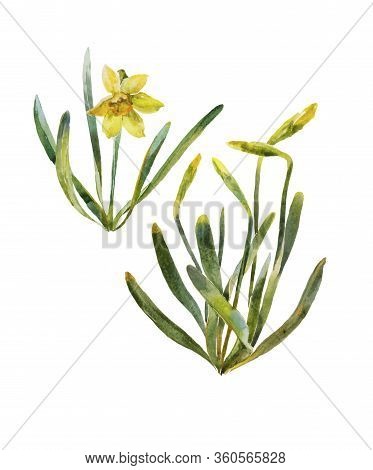 Yellow Narcissuses With Buds And Leaves Watercolor Isolated On White Background. Original Botanical 