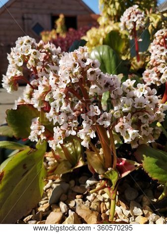 A Close Up View Of The White Flowers Of A Bergenia Bressingham White In Springtime.