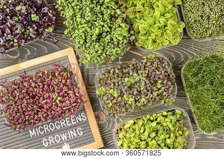 Young Sprouts Of Greens Of Sorrel, Mustard, Basil And Onions. Microgreen Flat Lay. Super Food.