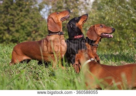 Three Dachshund Dogs Look Up