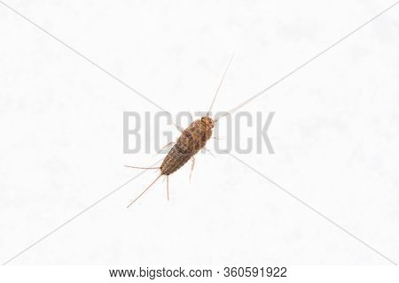 Firebrat (thermobia Domestica), A Species Of Silverfish. Insect Lepisma Saccharina In Normal Habitat