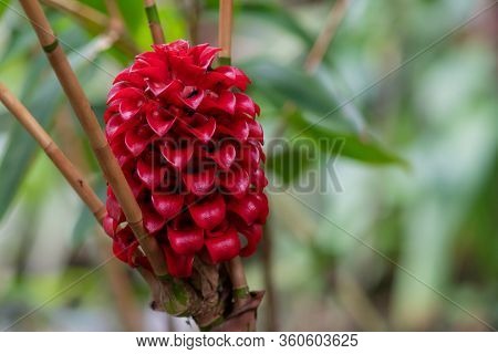 Close Up Of A Flower On An Indonesian Wax Ginger (tapeinochilos Ser) Plant