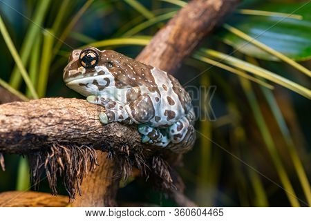 Close Up Of A Mission Golden Eyed Tree Frog (trachycephalus Resinifictrix) Sitting On A Branch