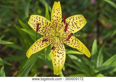 Leopard Yellow Lily Flower At Close Range L.pardalinum .lily Flower Close Up. Summer Flowers