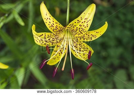 Leopard Yellow Lily Flower At Close Range L.pardalinum .lily Flower Close Up. Summer Flowers