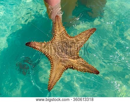 Big Exotic Starfish In Hand In Caribbean Sea Close To Saona Island In Dominican Republic