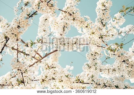 Cherry Blossom Closeup. Brаnch With Cherry Flowers In Spring.
