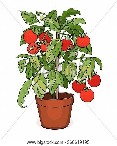 Cherry Tomato Plant In A Pot. Home Gardening. Vector Illustration Isolated On White Background.