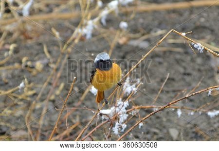 Daurian Redstart Or Common Redstart Bird Perches On The Branch With Snow. Adult Male Bird. Spring, S