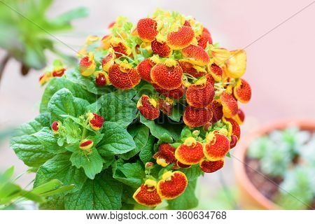 Blooming Orange Flowers Calceolaria Herbeohybrida Or Cypripedium Calceolus In Garden. Beautiful Flow