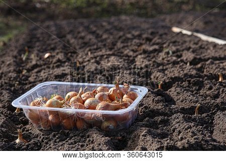 Onion Seedlings Seeding In Organic Vegetable Garden In Spring. Onion Seed Planting In Soil.