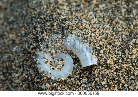 Internal Shell Of Spirula Spirula Spirula In The Beach Of Cofete. Jandia. Fuerteventura. Canary Isla
