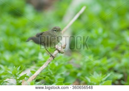 Canary Islands Chiffchaff Phylloscopus Canariensis Fluttering Their Wings Just Bathed. Jandia Penins
