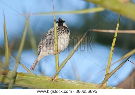 Male Spanish Sparrow Passer Hispaniolensis On A Canary Island Date Palm Phoenix Canariensis. Tuineje