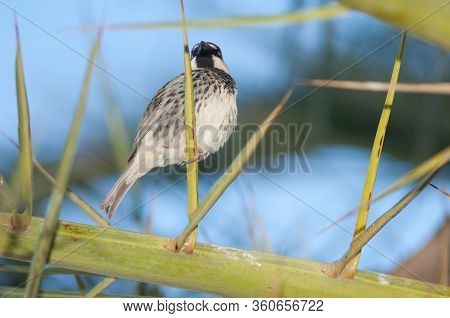 Male Spanish Sparrow Passer Hispaniolensis On A Canary Island Date Palm Phoenix Canariensis. Tuineje