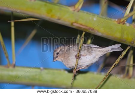 Female Spanish Sparrow Passer Hispaniolensis On A Canary Island Date Palm Phoenix Canariensis. Tuine