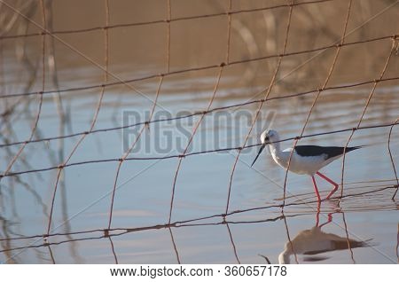 Black Winged Stilt Himantopus Himantopus Behind A Fence. Catalina Garcia Lagoon. Tuineje. Fuertevent