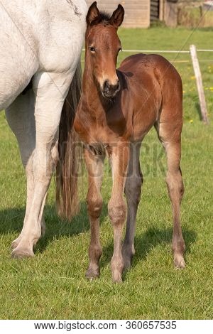 A Baby Horse With Mother Standing On Grass, Foal Is Looking At Camera.