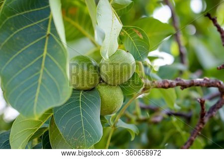 Not Yet Ripe Walnuts Growing On A Walnut