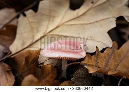 A Close Up Of A Mushroom In Autumn In The Forest