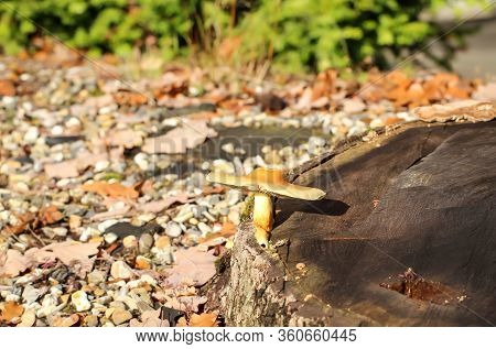 A Close Up Of A Mushroom In Autumn In The Forest