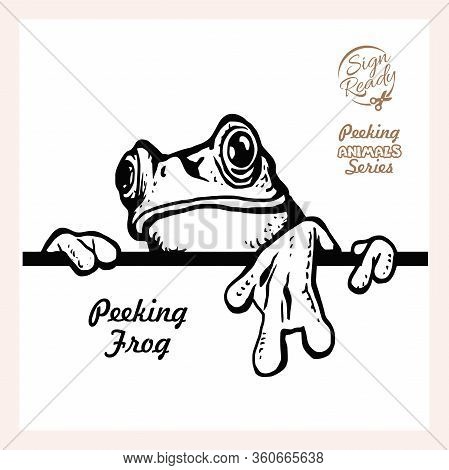 Peeking Frog - Funny Frog Peeking Out - Face Head Isolated On White
