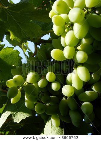 Grapes