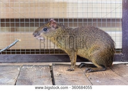 The Olive Agouti Sits And Watches The Photographer Closely. The Animal