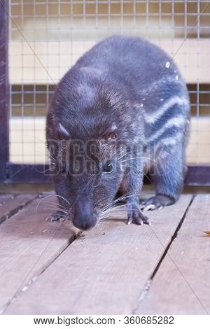 Scientific Name: Agouti Paca. The Animal Looks At The Camera.